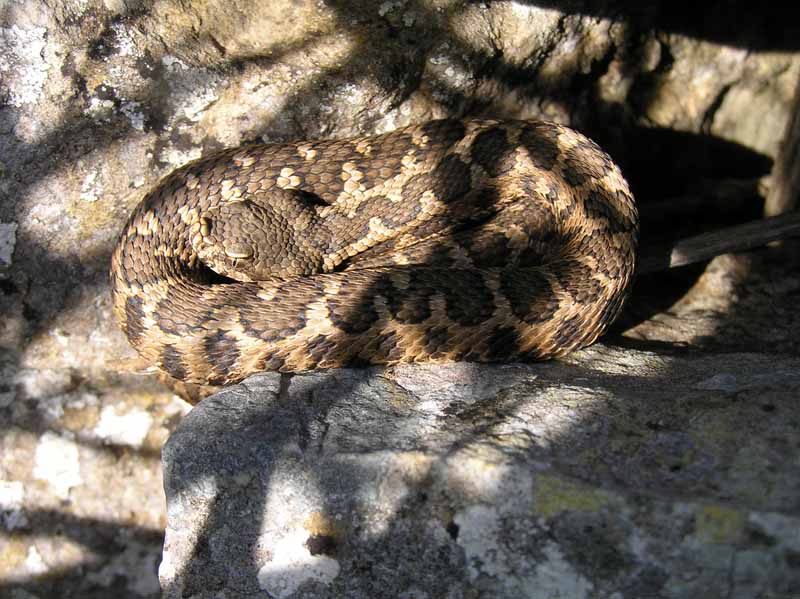 Vipera aspis